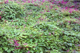 Harvey Vale Septic system build site